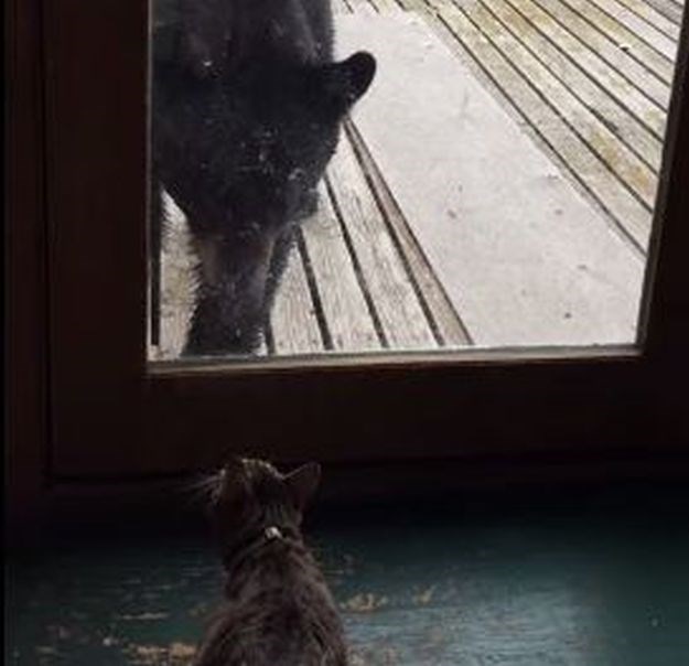 Susret medvjeda i mačke završava pogubno - za medvjeda