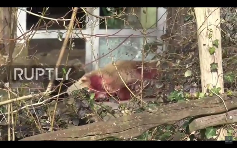UZNEMIRUJUĆI VIDEO Rijetki "kapučino medvjed" usmrćen nakon što je pobjegao iz kaveza