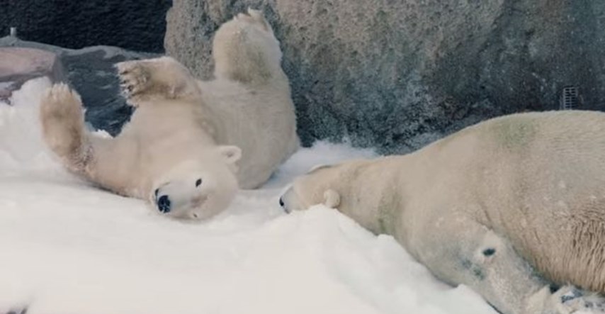 Radost kakve nema: Polarnim medvjedima za Božić poklonili 26 tona snijega