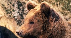 Žilet žica ugrožava´hrvatske´ medvjede i vukove