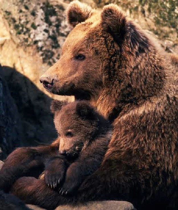 Žilet žica ugrožava´hrvatske´ medvjede i vukove
