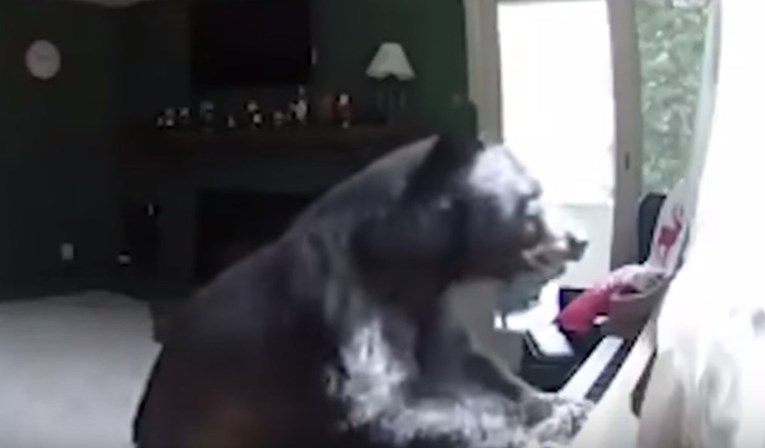 VIDEO Medvjed im provalio u kuću i zasvirao klavir
