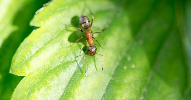 VIDEO Neobične životinje: Ugrize li vas ovaj mrav crno vam se piše!