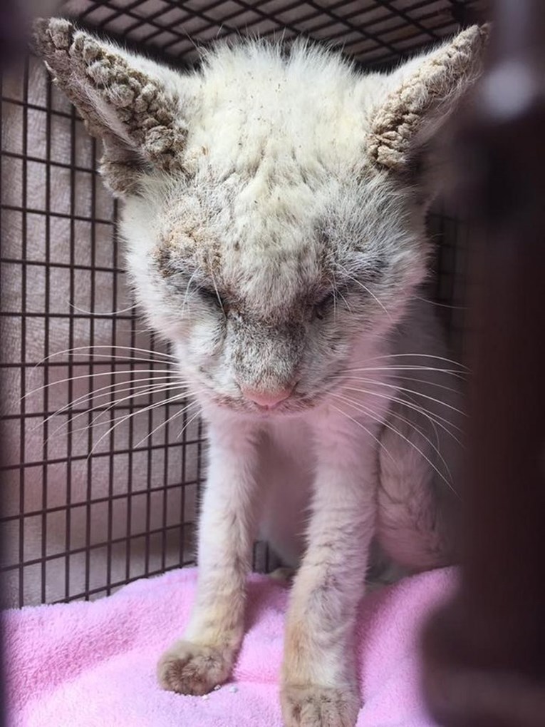 "Slijepi" mačak iznenadio je svoje spasitelje nakon što je otvorio oči