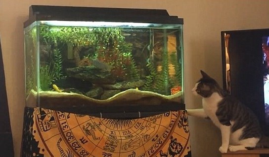 Promašila akvarij:  Ova mačka je markirala kad se učilo o ribolovu