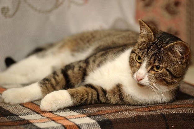 Europska kratkodlaka mačka: Izuzetno zdrav i prilagodljiv ljubimac