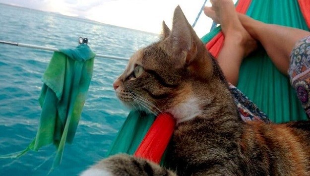 Napuštena maca jedrilicom krenula u avanturu života - na put oko svijeta!