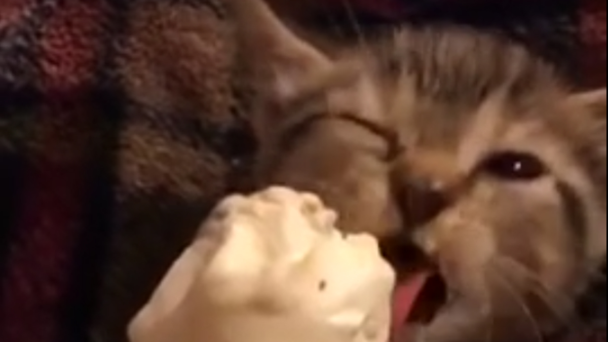 VIDEO Ovaj mali micek će vam uljepšati dan
