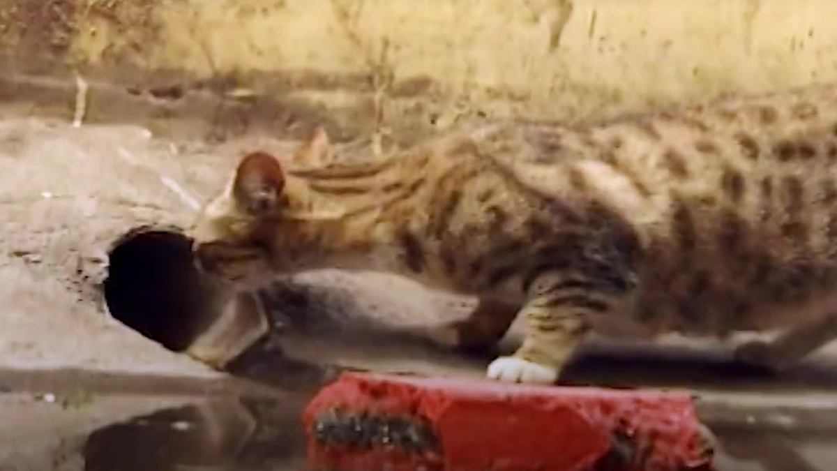 VIDEO Tek rođeno mače zapelo je u dugačkoj cijevi, a njegova mama nema namjeru otići dok ga ne pronađe