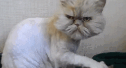 Grumpy ima ozbiljnu konkurenciju: Je li ovo najmrzovoljnija maca na svijetu?