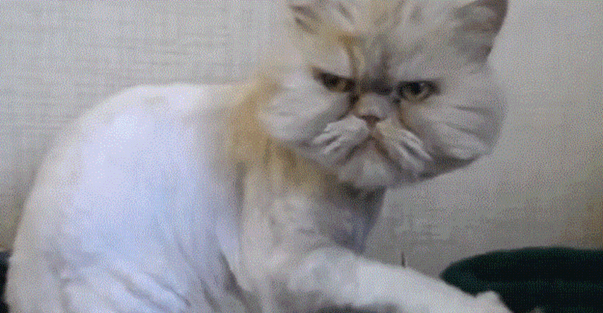 Grumpy ima ozbiljnu konkurenciju: Je li ovo najmrzovoljnija maca na svijetu?