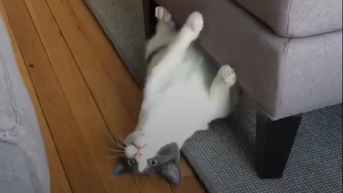 VIDEO Ova maca je pet puta izgubila dom jer je problematična