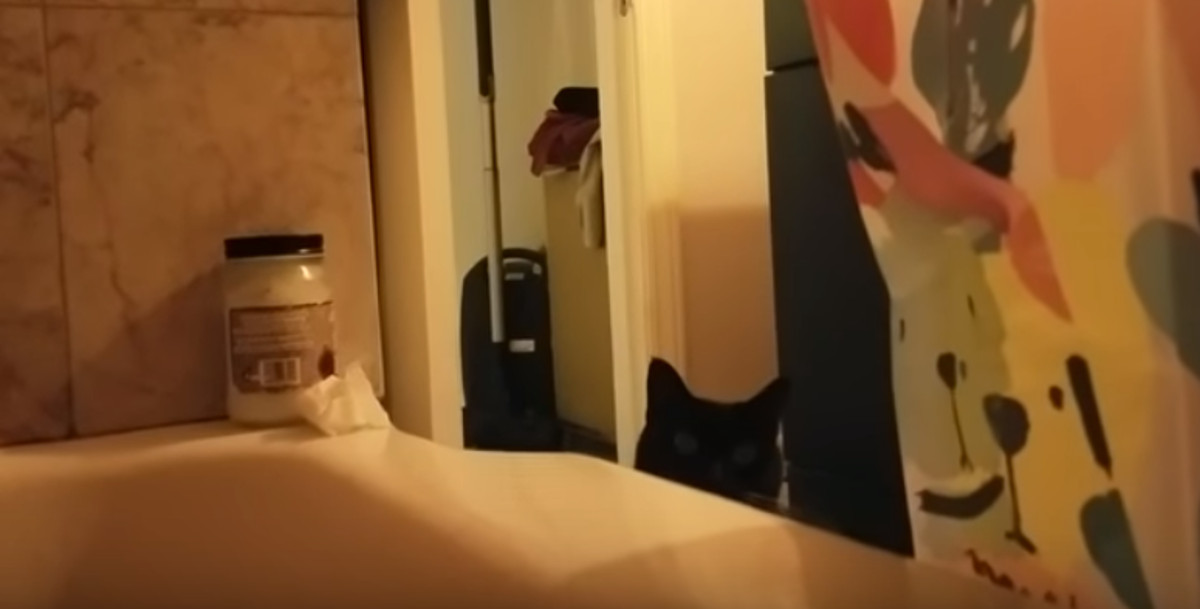 VIDEO Reakcija ove mace na vlasnikovo pjevanje nasmijat će vas do suza