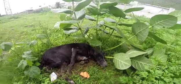 VIDEO Priča o Millie, psu koji je za dlaku izbjegao smrt