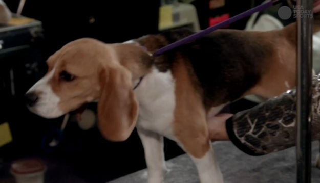 Ovo je najljepši pas Amerike