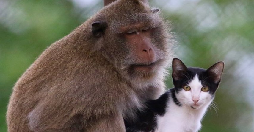 Spašeni majmun usvojio je mačka koji je živio na ulici i sada su najbolji prijatelji