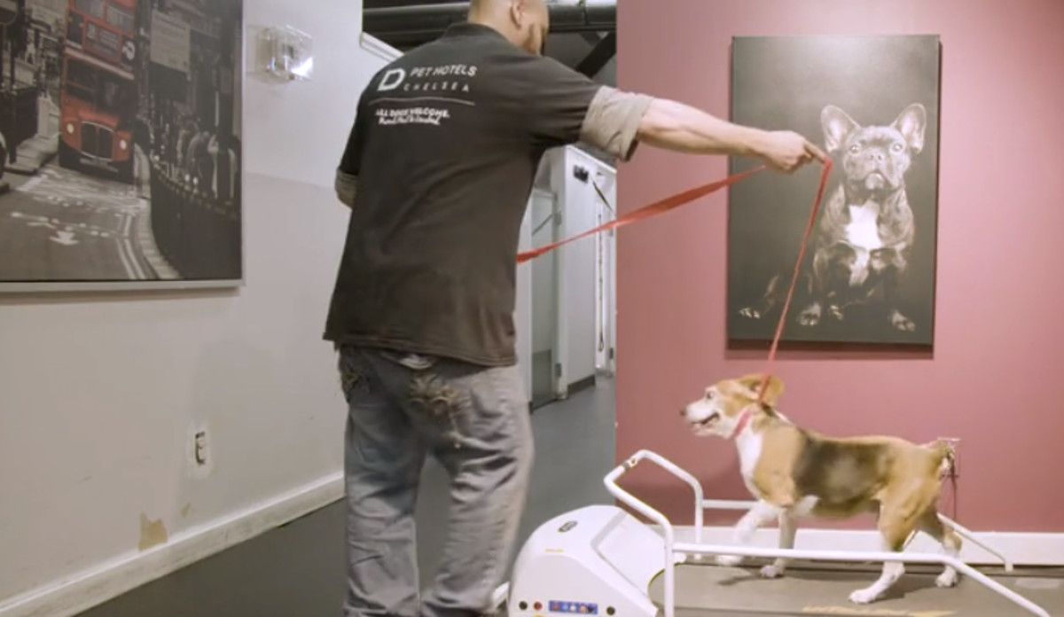 VIDEO Zavirite u unutrašnjost luksuznog njujorškog hotela za pse