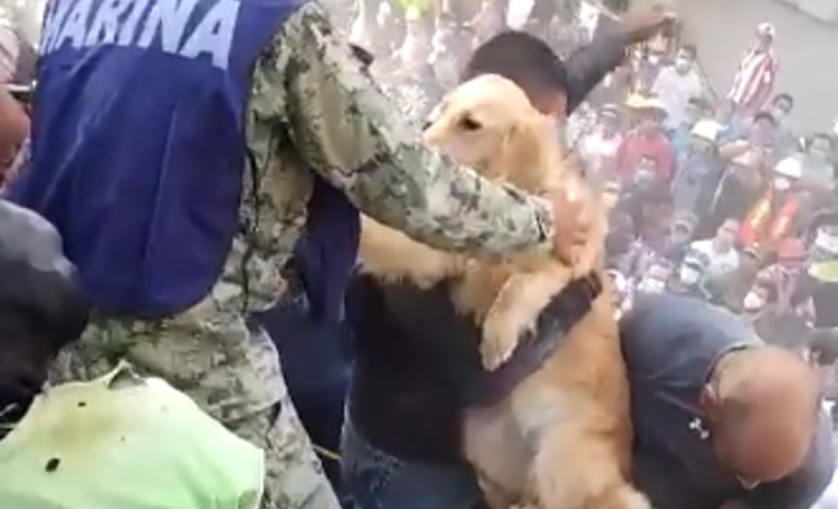 VIDEO Pronašli su psa u ruševinama Mexico Cityja i spasili mu život