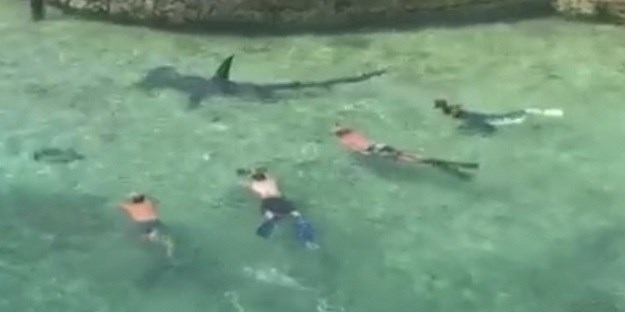 VIDEO Snimio bliski susret kupača i velikog morskog psa