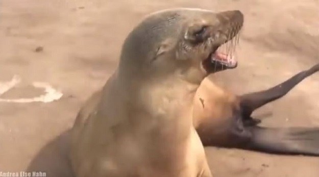 Dirljiv video: Pogledajte kako morska lavica tuguje za svojom bebom