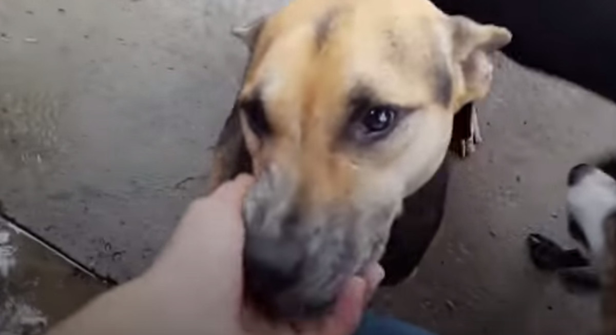VIDEO Kujica koja se jedva kretala dobila je novu šansu za život