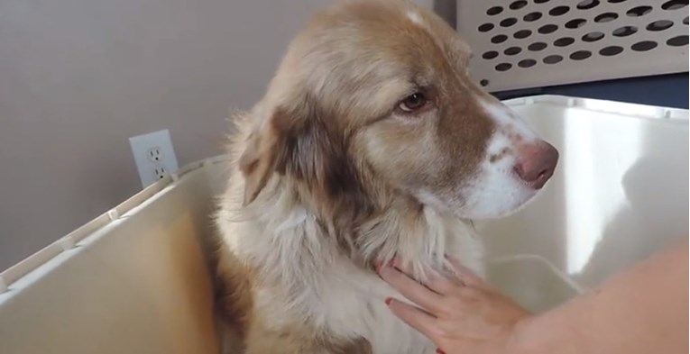 VIDEO Nakon godina provedenih u prljavom boksu, ovaj pas prvi je put doživio nježnost