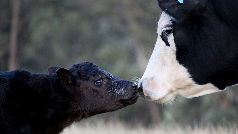 VIDEO Ove su životinje ujedinjene sa svojom djecom i to će vam natjerati suze na oči