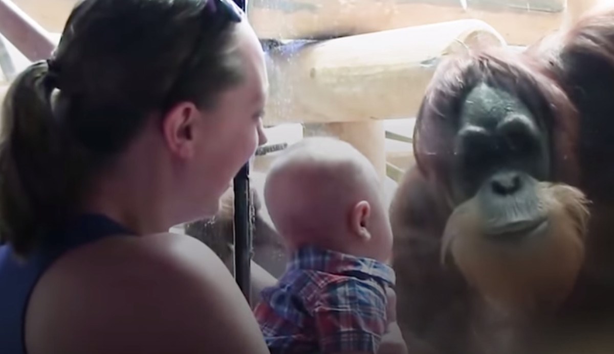 VIDEO Preslatki orangutan poljubio je dijete u ZOO vrtu i to je raznježilo cijeli svijet