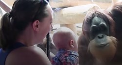 VIDEO Preslatki orangutan poljubio je dijete u ZOO vrtu i to je raznježilo cijeli svijet