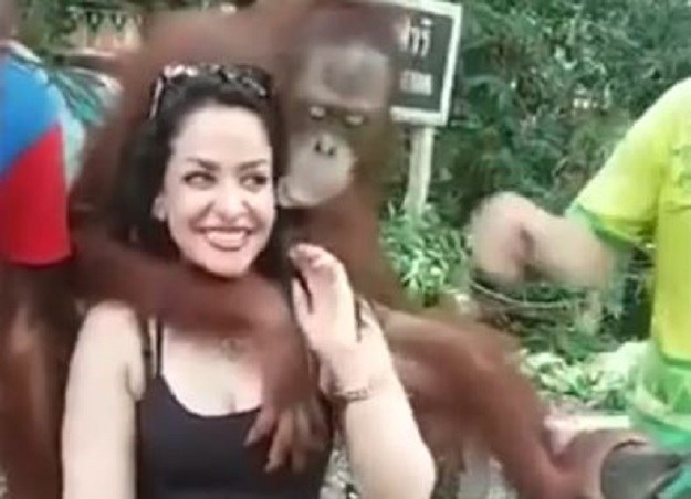 VIDEO Urnebesni selfieji: Orangutan navalio na grudi turistice koja se htjela fotkati s njim