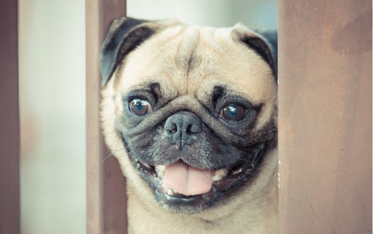 Zanima vas kako izgleda sreća? Pogledajte kako su psi dočekali vlasnika!