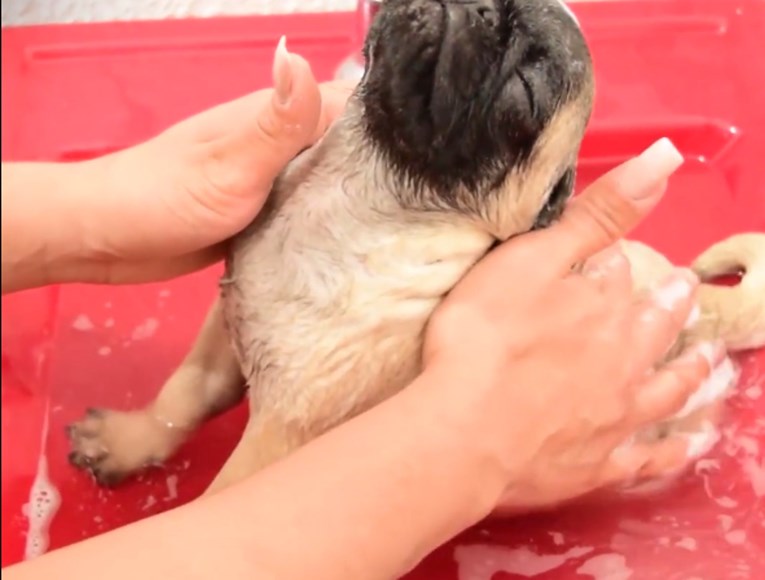 VIDEO Maleni mops uživa u kupanju i to je najslađa stvar koju ćete danas vidjeti