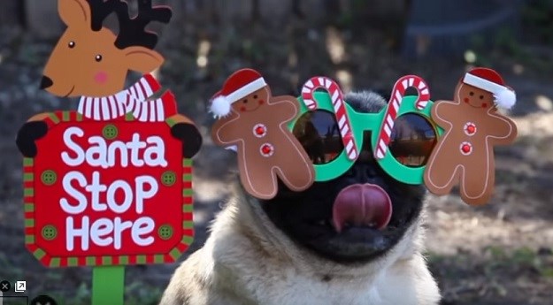 Kako psi slave Božić? Objasnit će vam simpatični mops i njegovi prijatelji