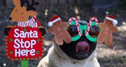 Kako psi slave Božić? Objasnit će vam simpatični mops i njegovi prijatelji