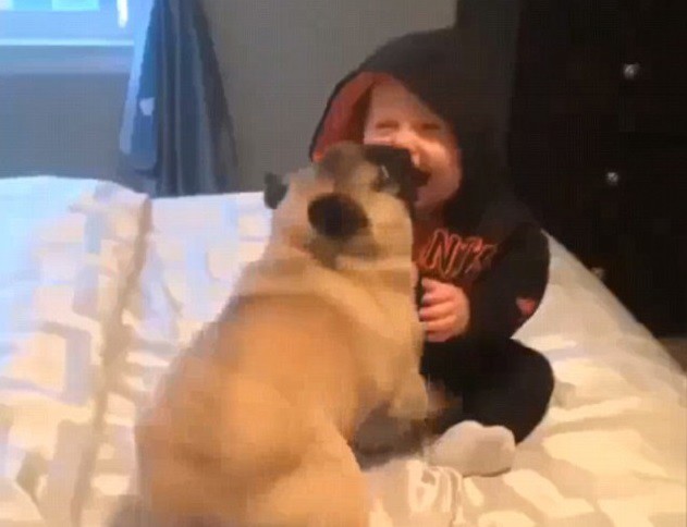 Smijeh do suza: Mops se igra s bebom koja ´umire od smijeha´
