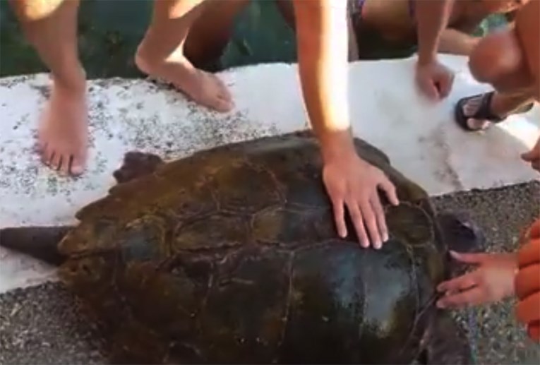 UZNEMIRUJUĆA FOTOGRAFIJA OBIŠLA SVIJET Ubojica morske kornjače u Crnoj Gori čeka kaznu