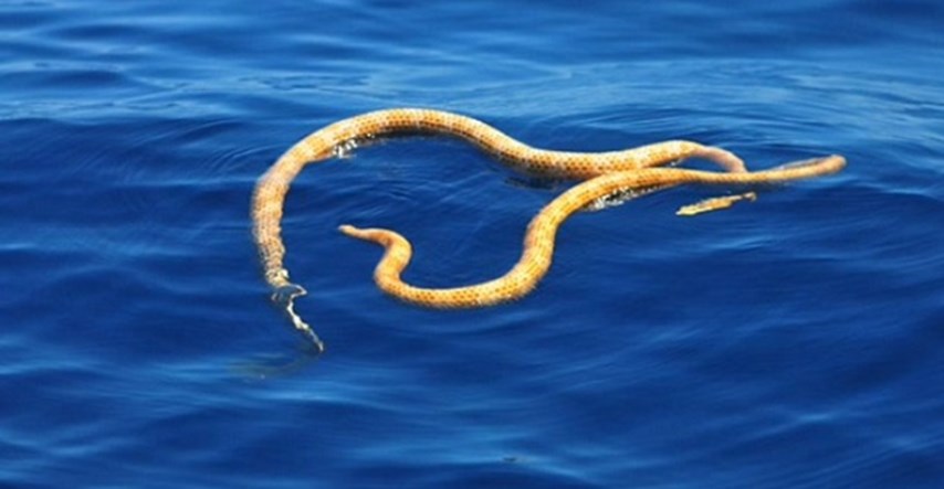 Što skrivaju mora i oceani? U Australiji otkrili ´izumrle´ otrovne morske zmije