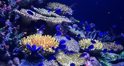 Morski akvarij - kako se pripremiti za takav pothvat