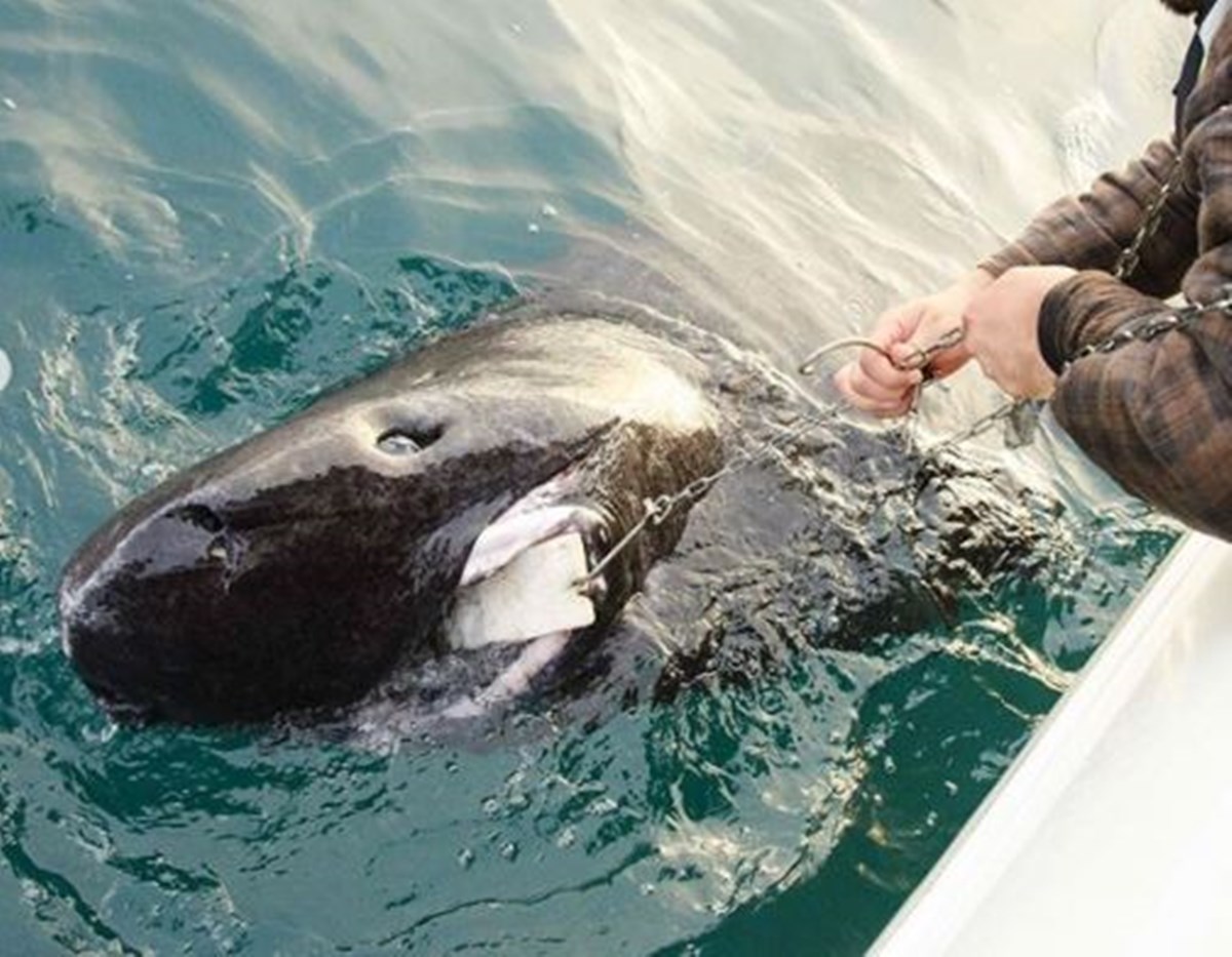 FOTO Pronađen živ morski pas star 512 godina?