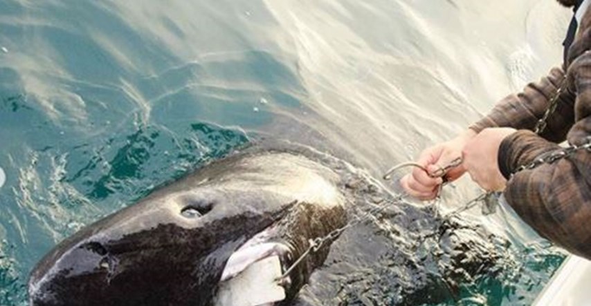 FOTO Pronađen živ morski pas star 512 godina?