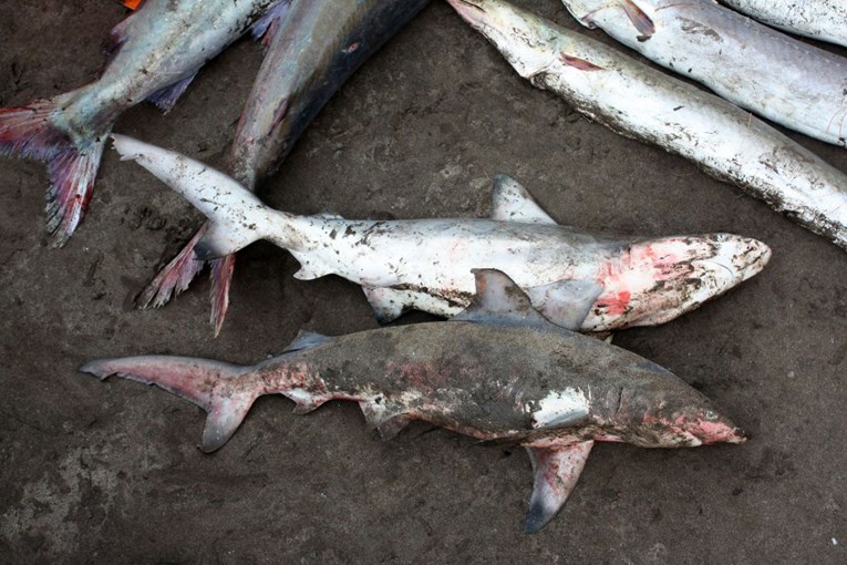 Zbog prisutnosti žive povlači se smrznuti file morskog psa