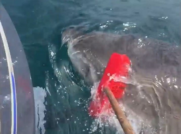 VIDEO Ovog tipa napao je morski pas, obranio se metlom