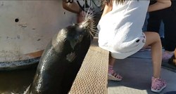 Snimka koja je prestravila svijet: Morski lav zgrabio curicu i povukao je u vodu
