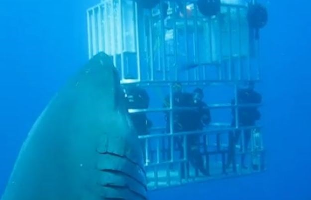 Ovo je najvjerojatnije najveći morski pas kojeg ste vidjeli