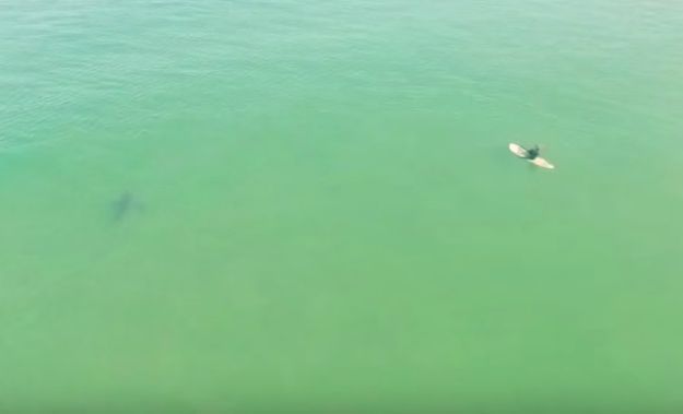 Dronom snimali surfere, a onda uočili predatora koji vreba jednog od njih