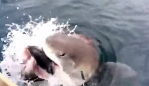 Ogromni morski pas ukrao mu ulov (doslovno) ispred nosa