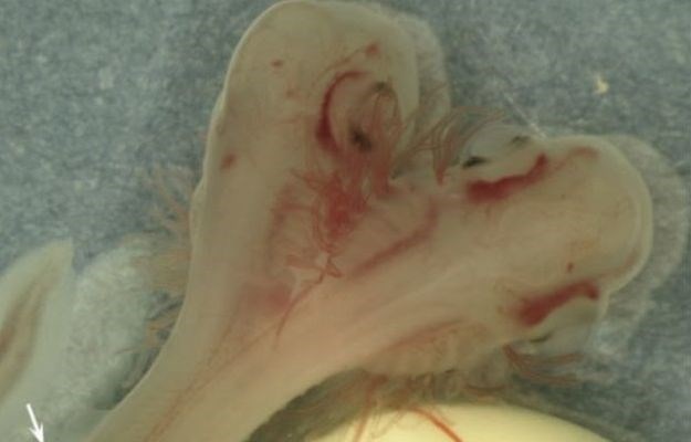 Zastrašujuće otkriće: Pronađen fetus morskog psa s dvije glave