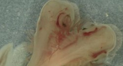 Zastrašujuće otkriće: Pronađen fetus morskog psa s dvije glave