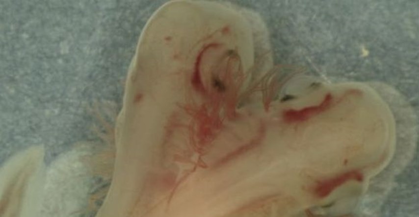 Zastrašujuće otkriće: Pronađen fetus morskog psa s dvije glave