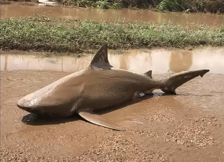 Oluje i poplave izazvale kaos u Australiji, morski psi plivaju ulicama